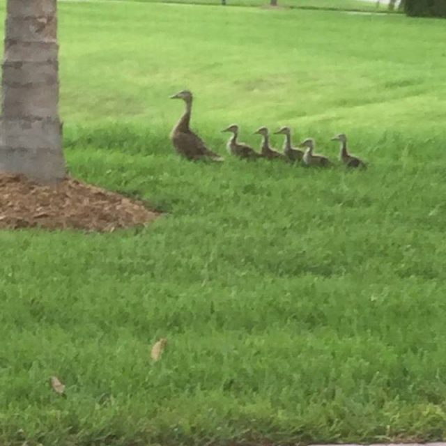 Duck Family