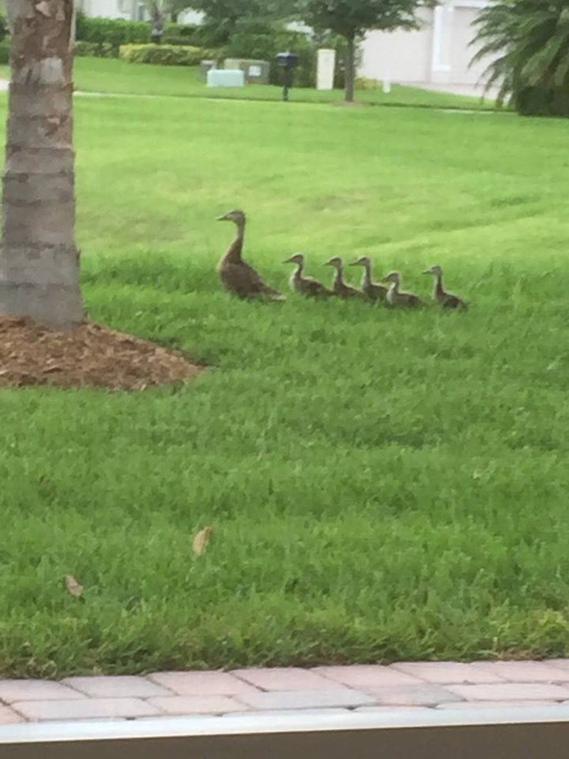Duck Family