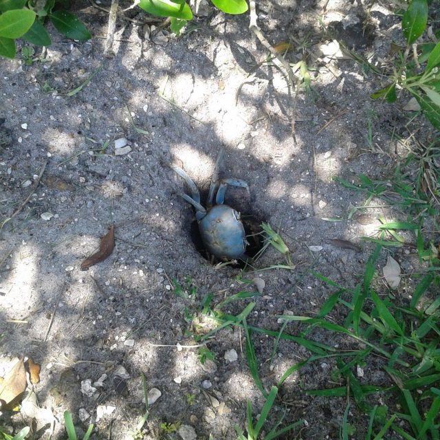 Vero Resident :)