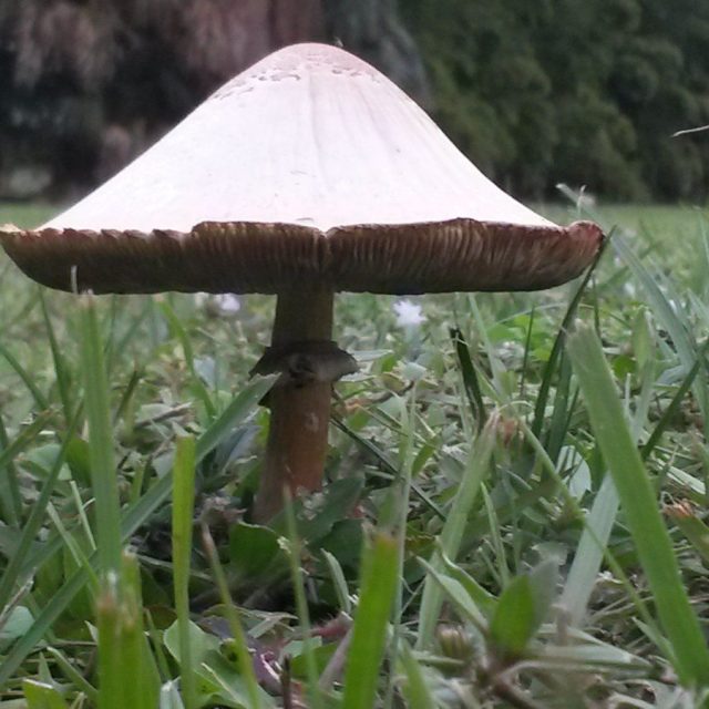 The Mushroom