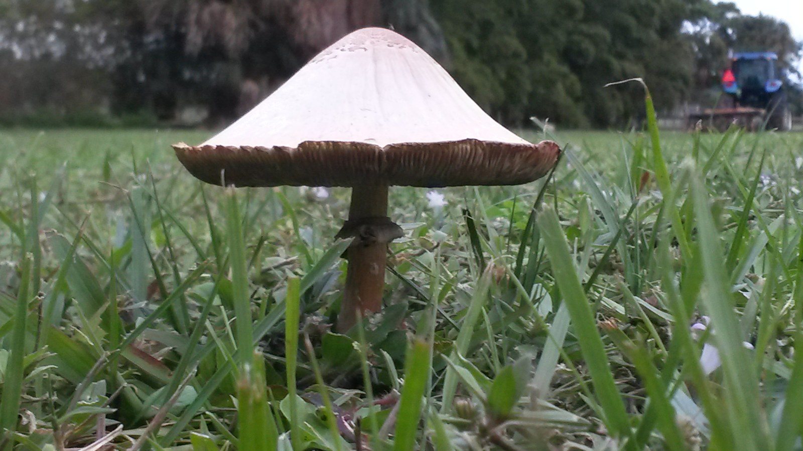 The Mushroom