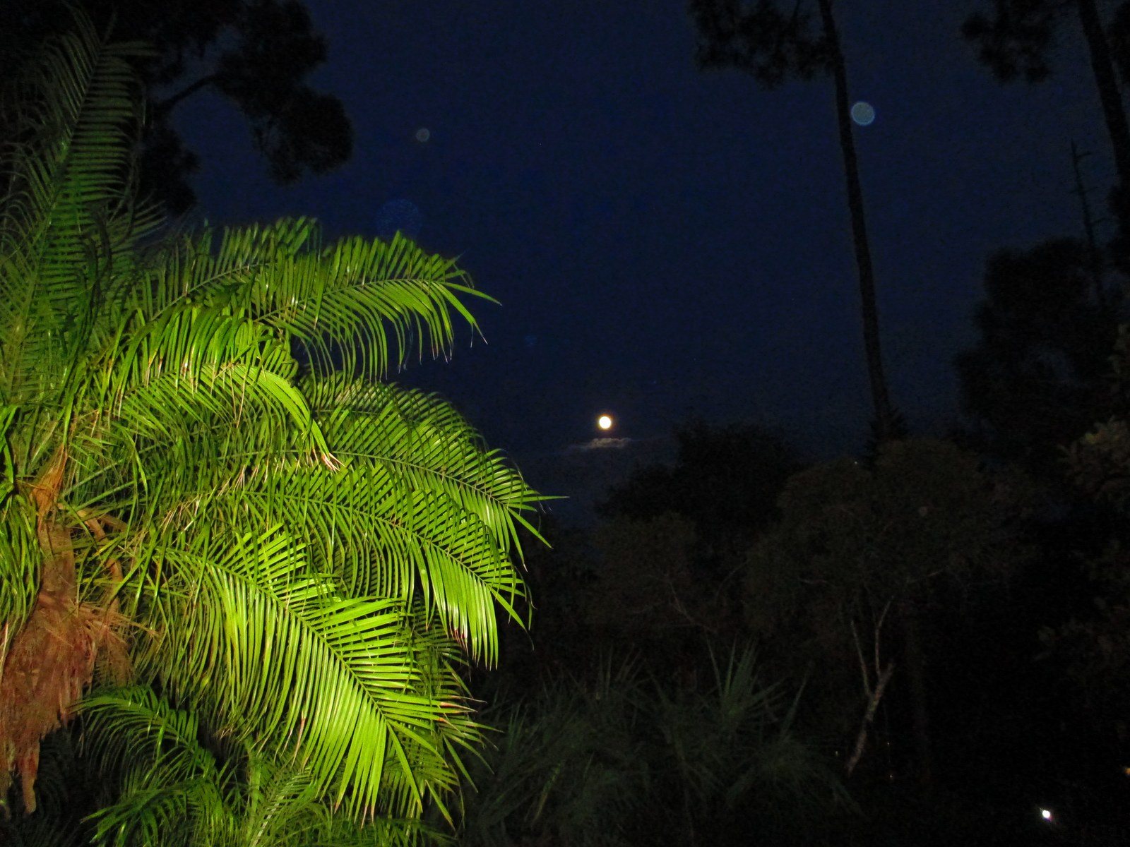 Moon Rise In Vero
