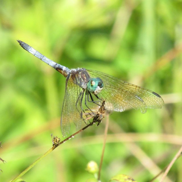 The Blue Dragon