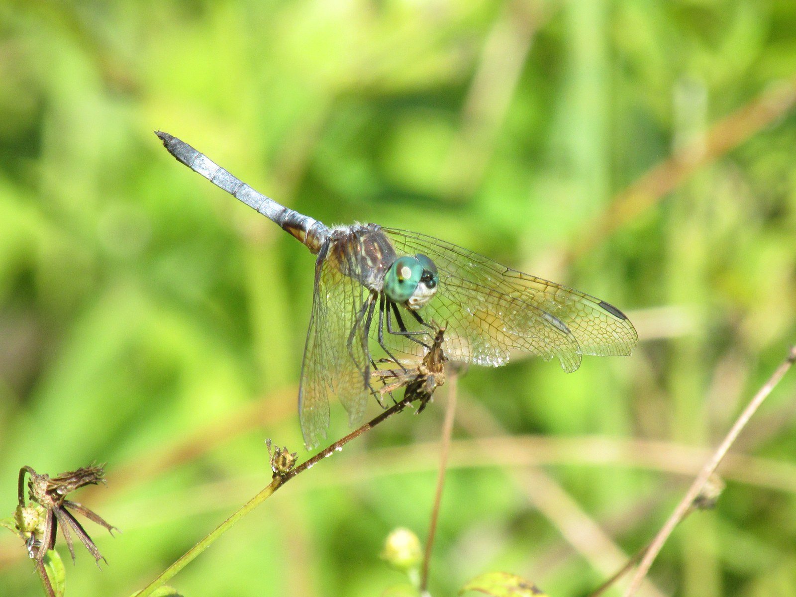 The Blue Dragon