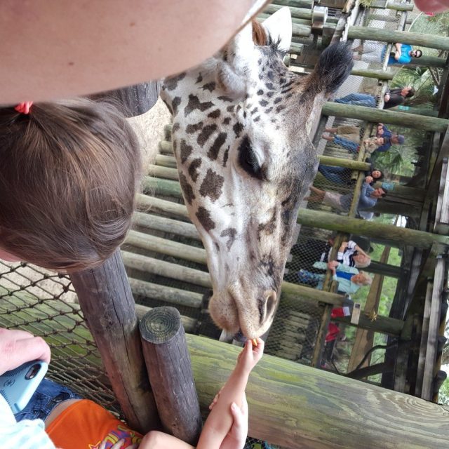 Feeding The Giraffe
