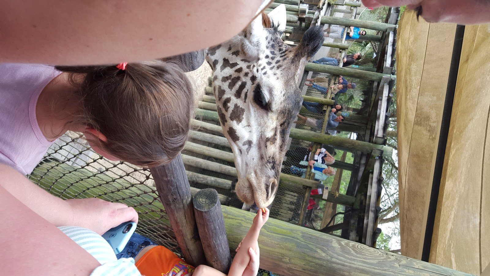 Feeding The Giraffe