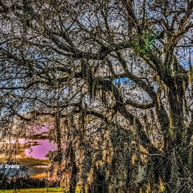 "Big Oak"