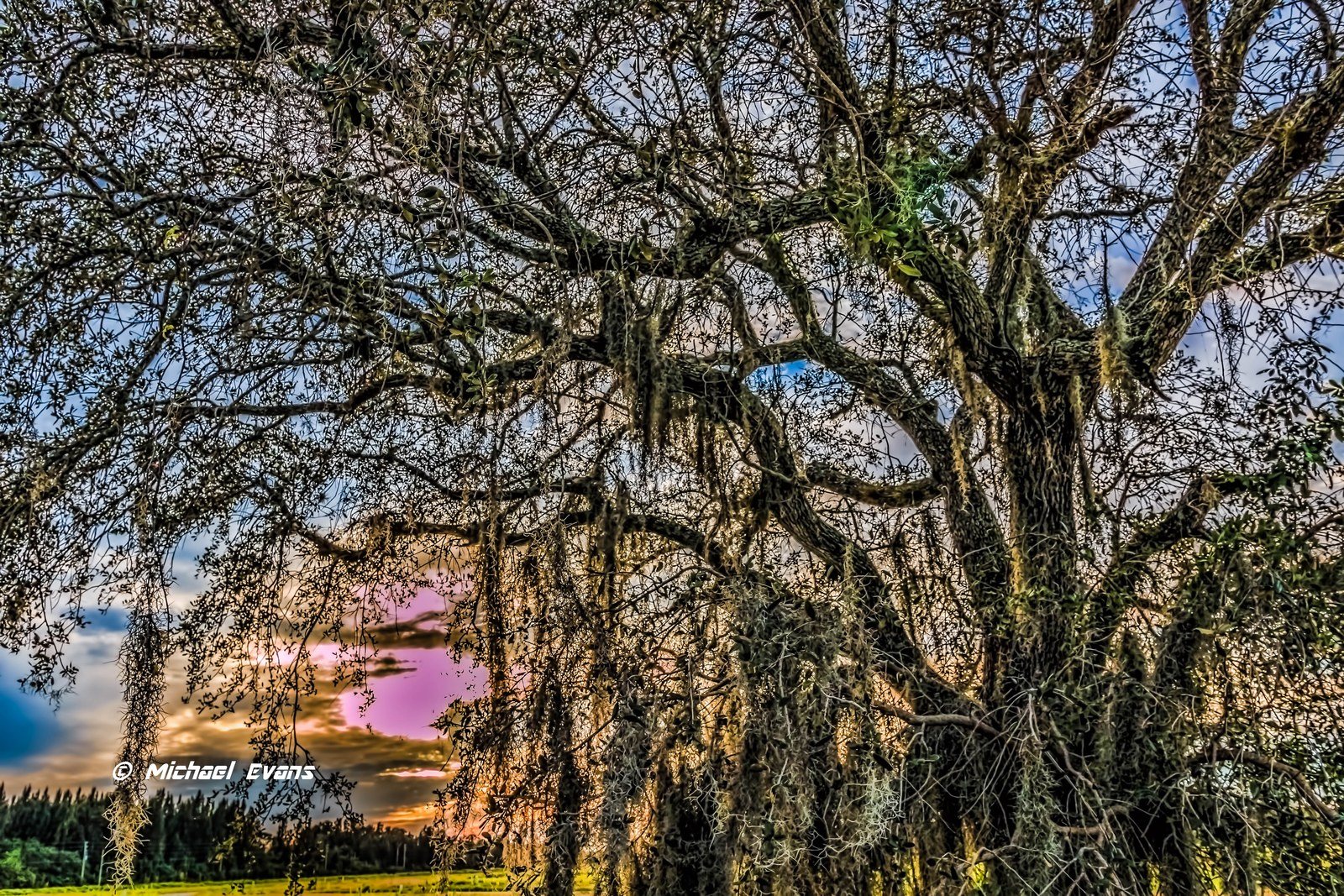 "Big Oak"
