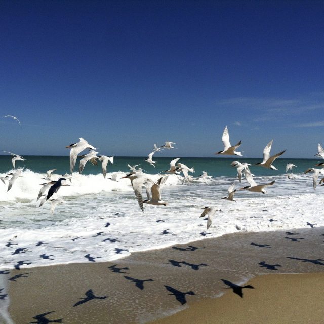 Beach Walks
