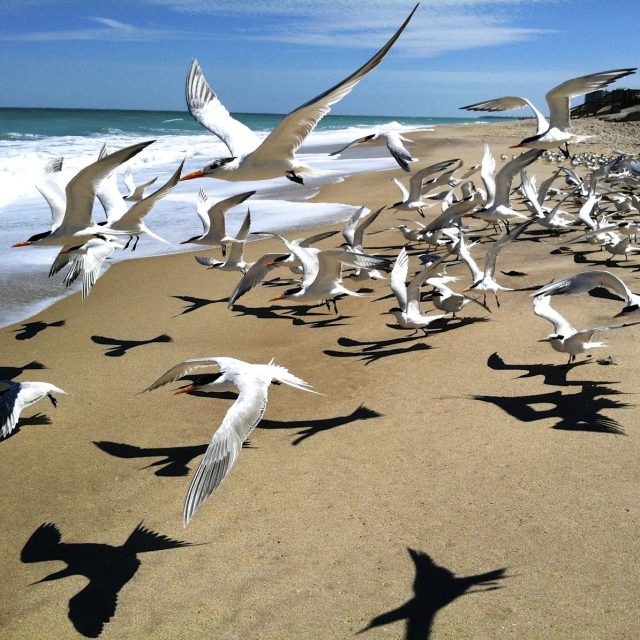 Beach Walking
