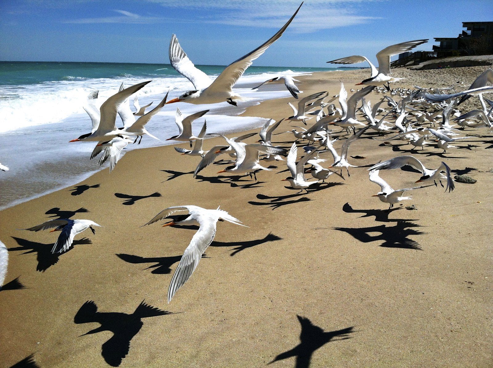 Beach Walking