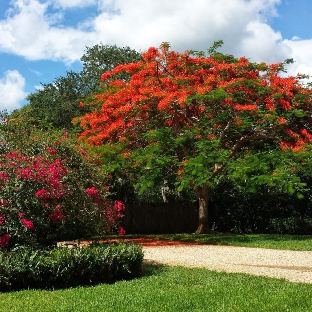 Royal Colors