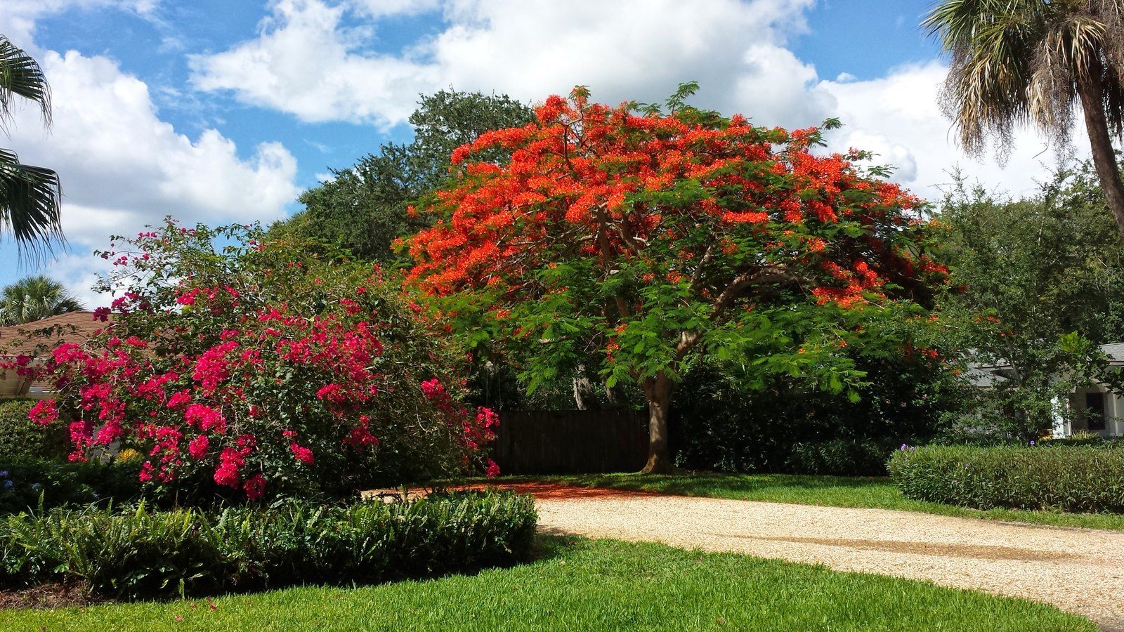 Royal Colors
