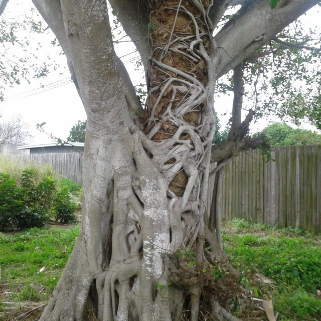 Let Your Roots Get Planted In Vero Beach