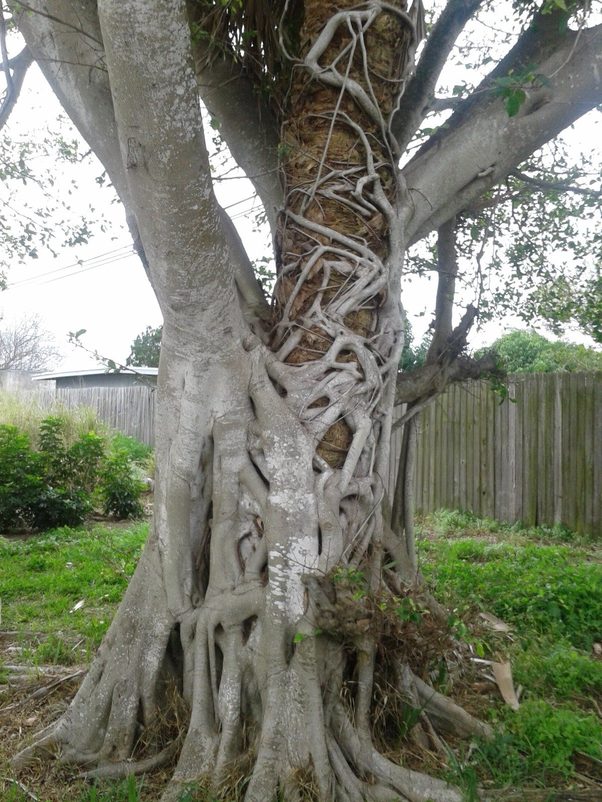 Let Your Roots Get Planted In Vero Beach
