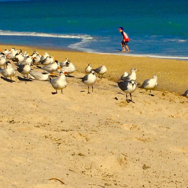 Even The Birds Love Living In Vero