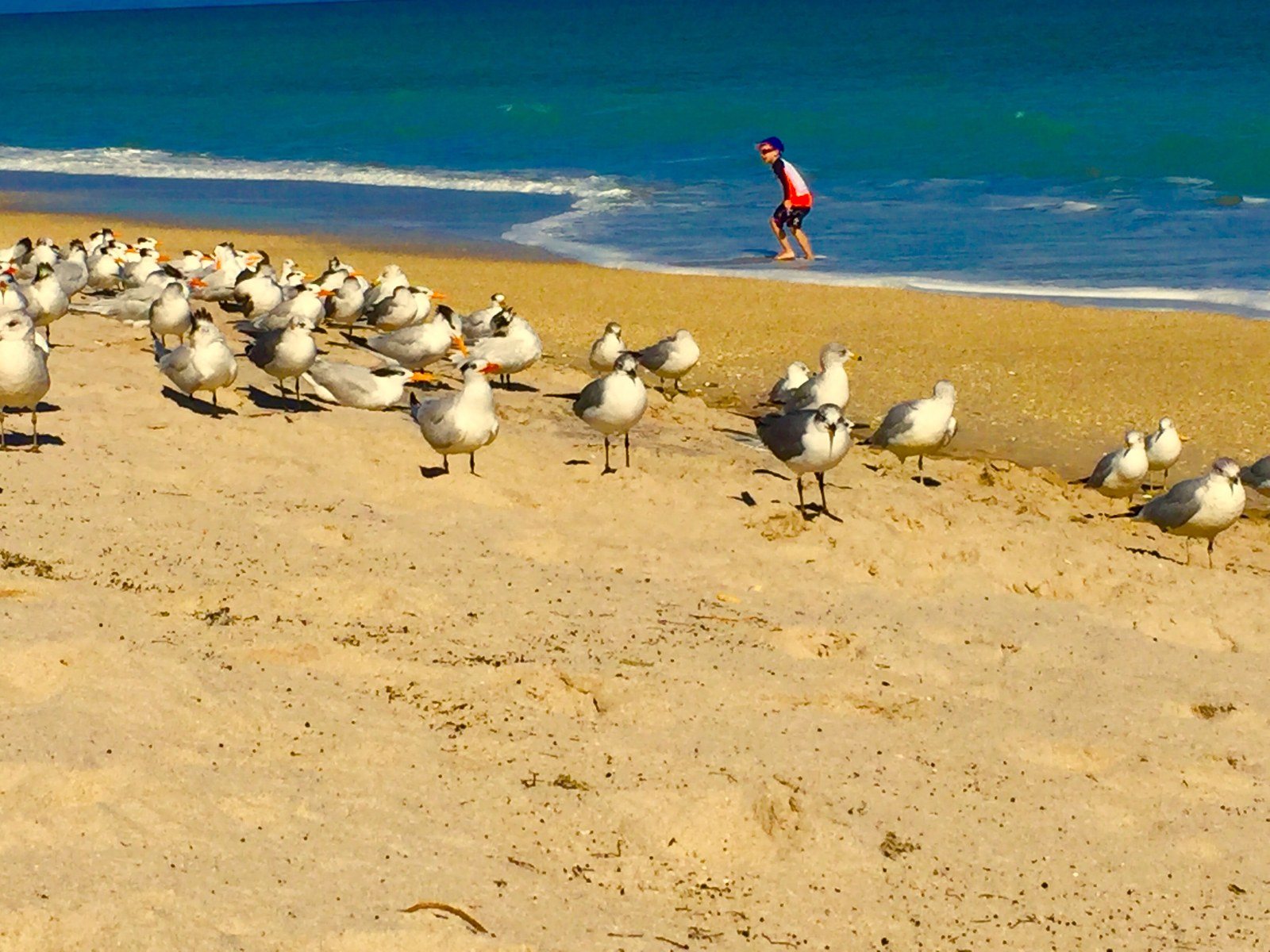 Even The Birds Love Living In Vero