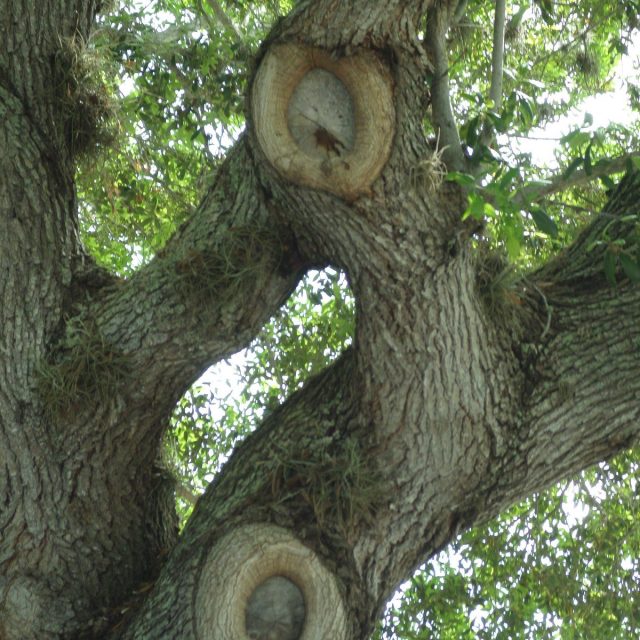Trees