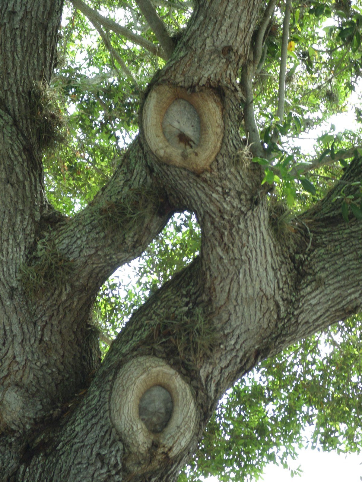 Trees