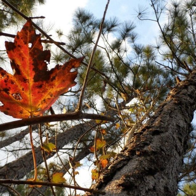 Piney Woods