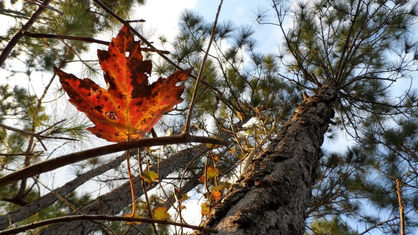 Piney Woods