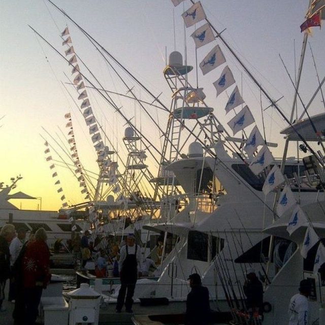 Sailfish Release Flags At The Derby