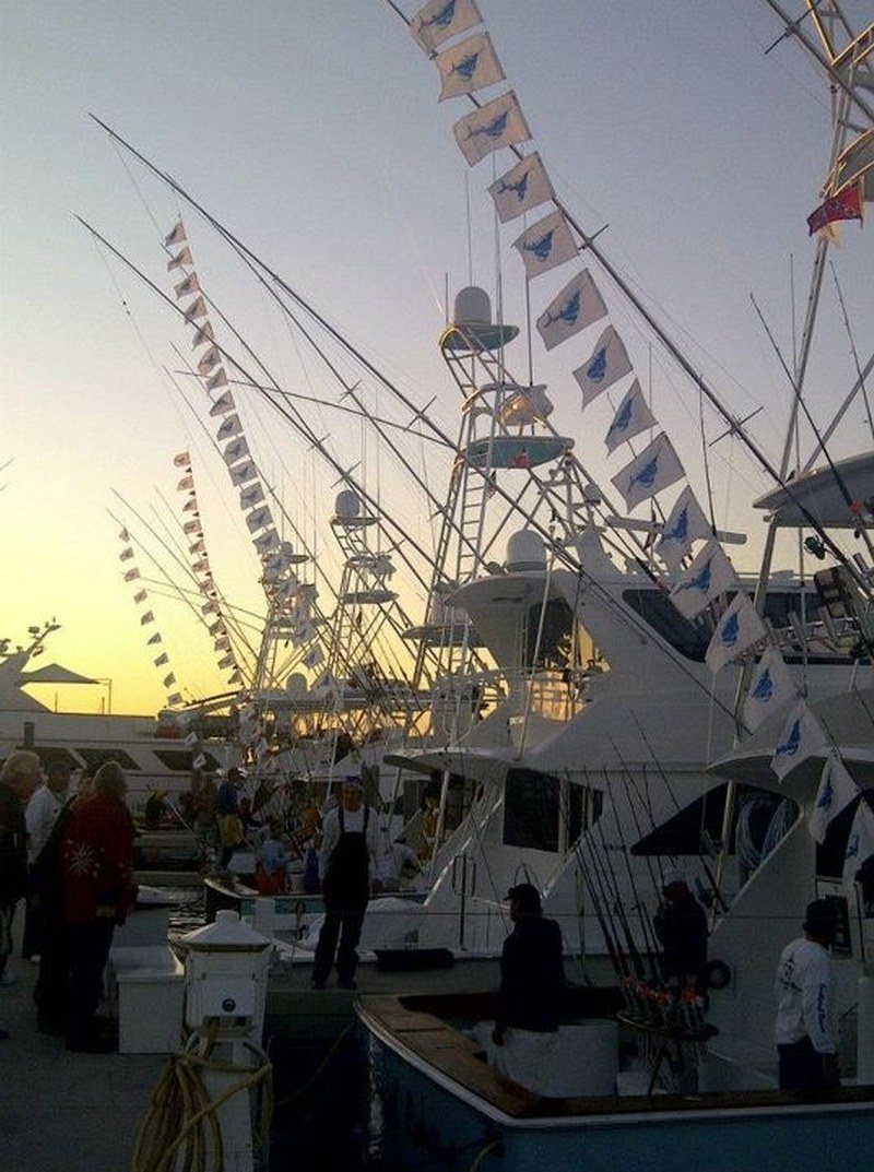 Sailfish Release Flags At The Derby