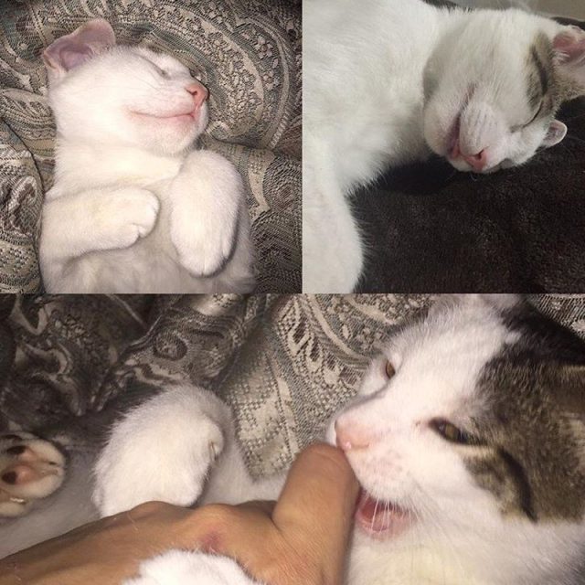 Angel When He Sleep Demon When He's Awake