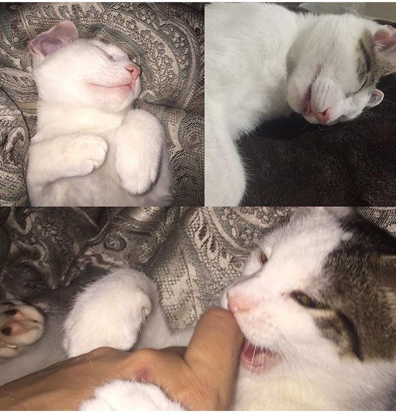 Angel When He Sleep Demon When He's Awake