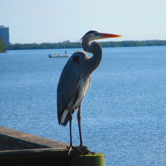 Watching The Lagoon
