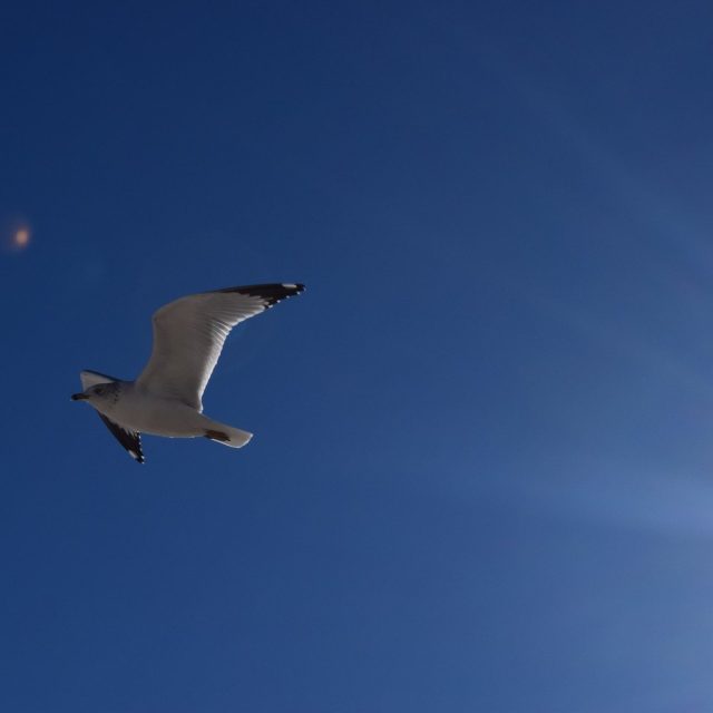 Sun Kissed Seagull.