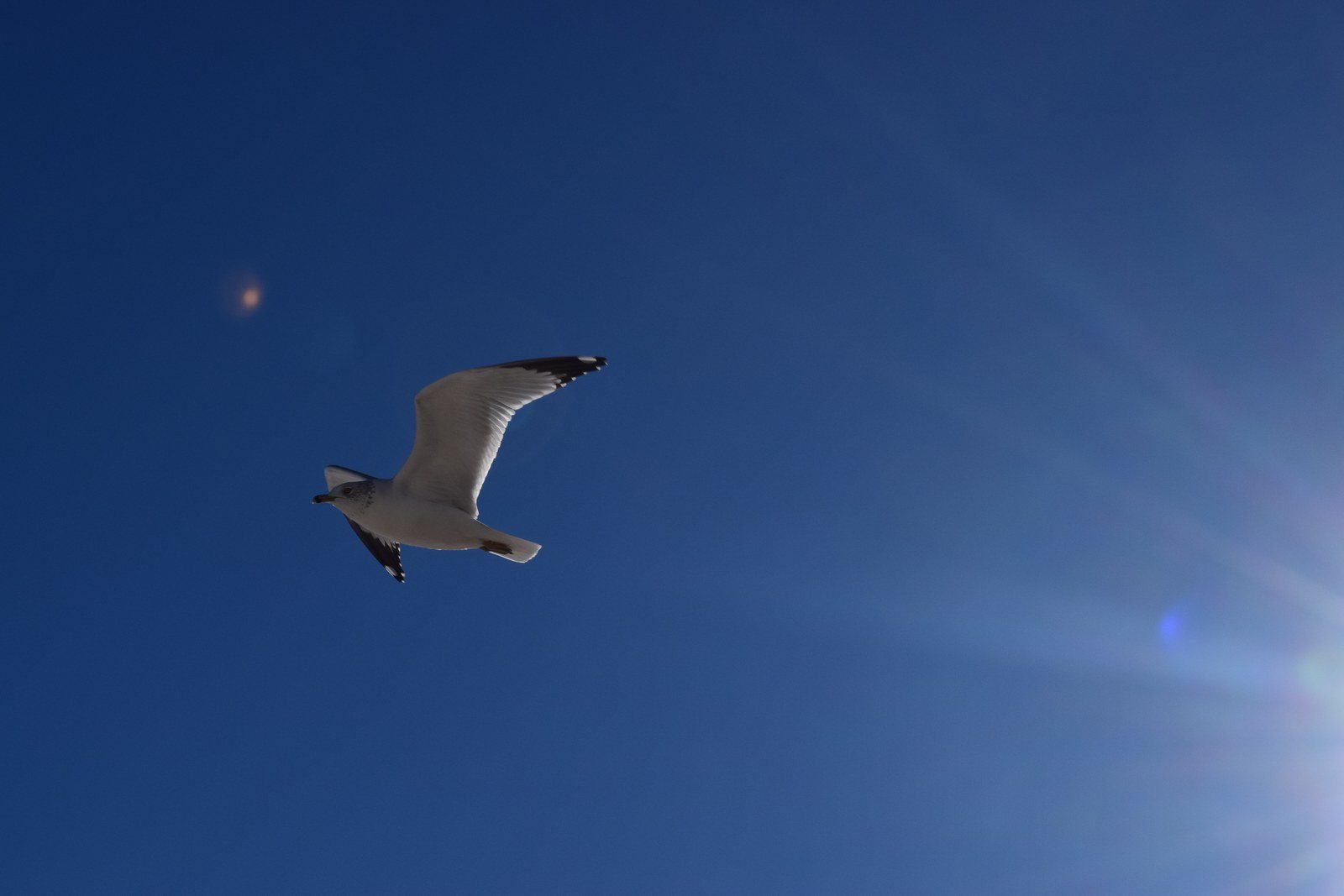 Sun Kissed Seagull.