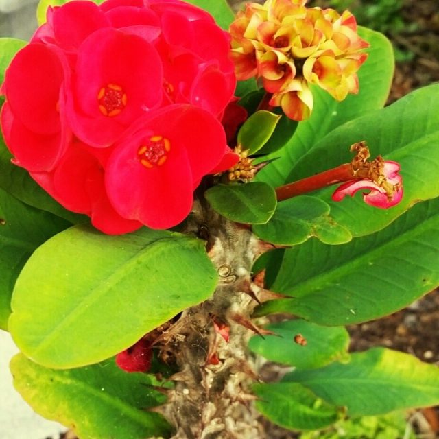Flower In Town