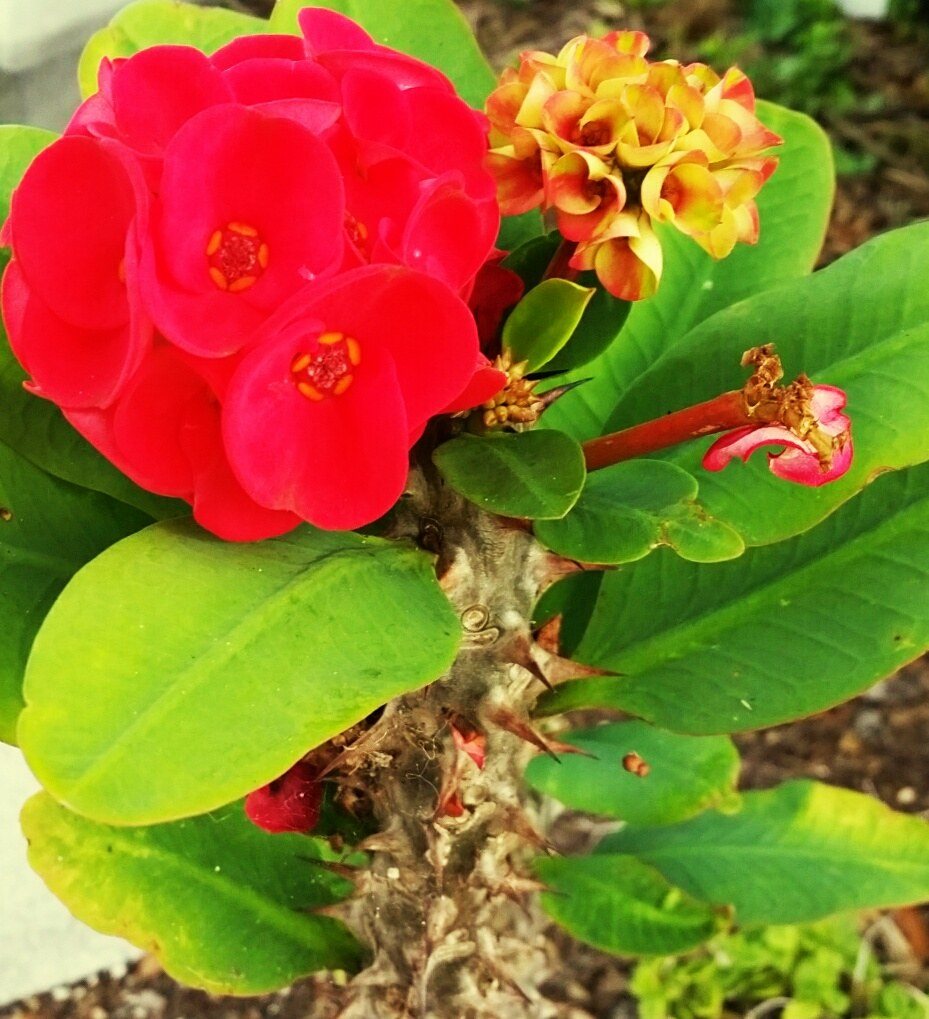 Flower In Town