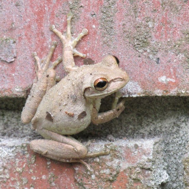 Feeling Froggy Punk?