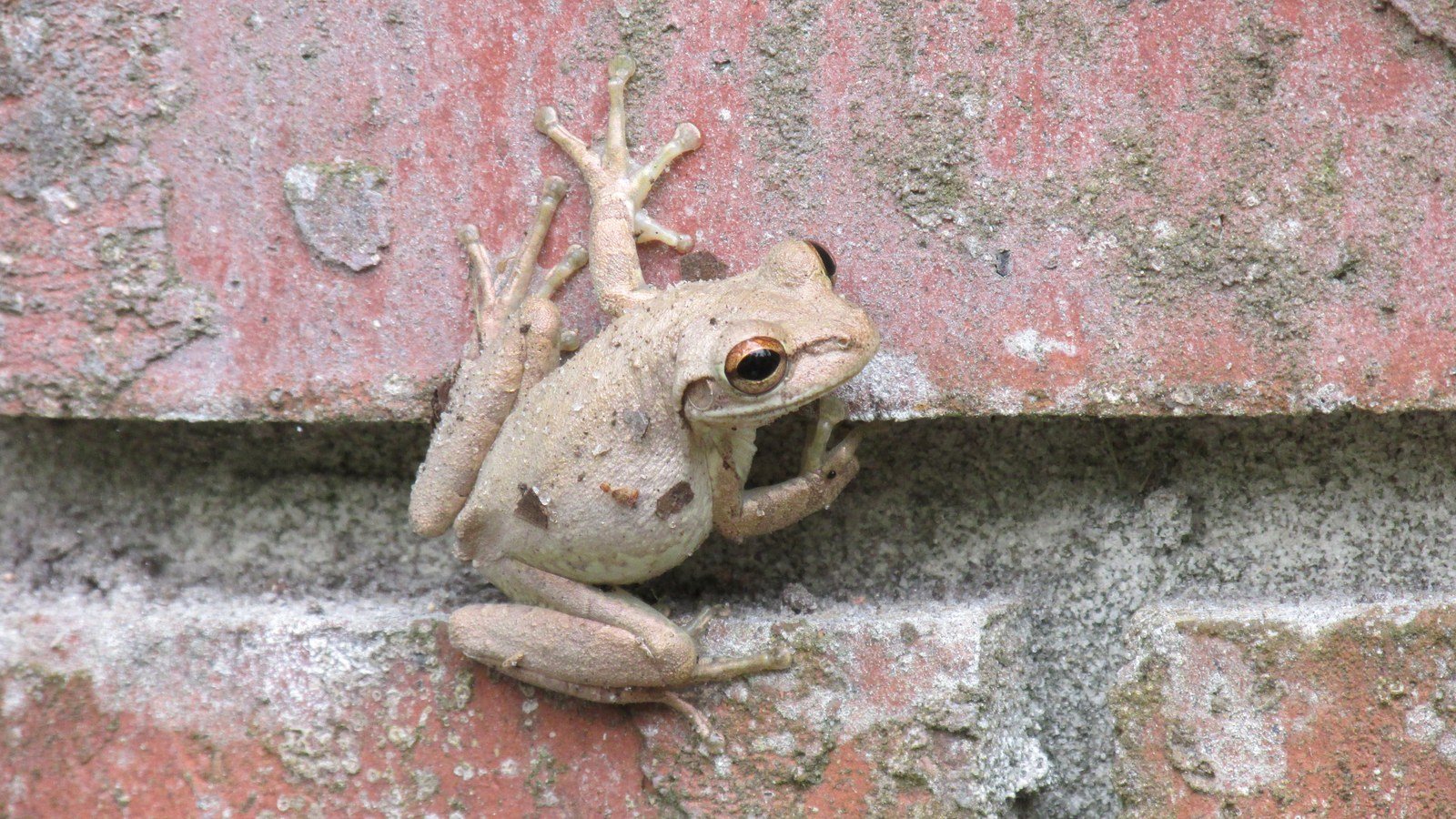 Feeling Froggy Punk?