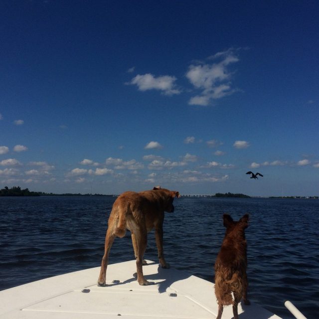 Lagoon Dogs