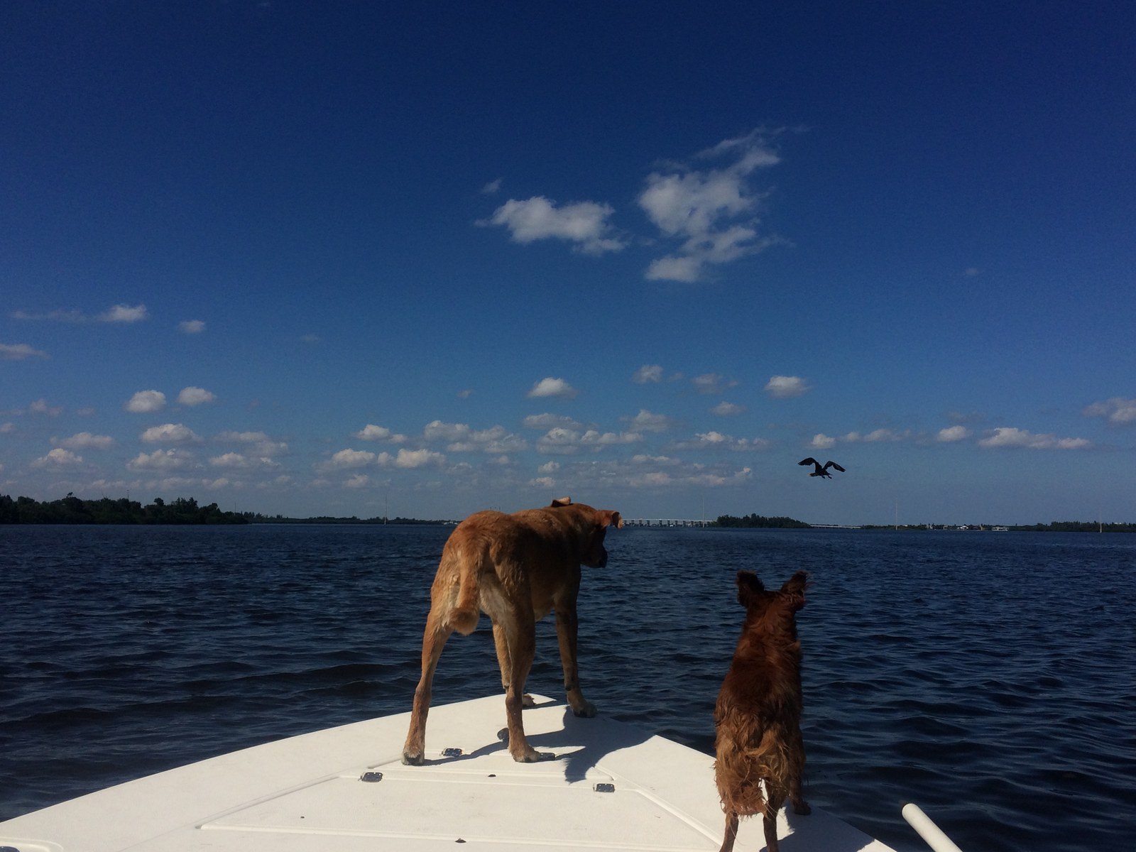 Lagoon Dogs