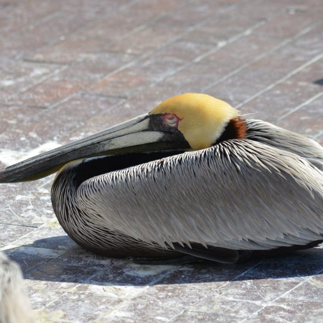 Lazy Pelican