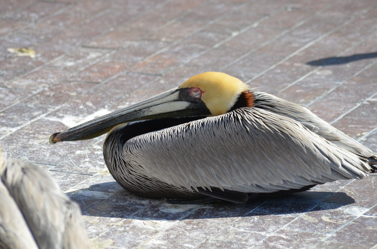 Lazy Pelican