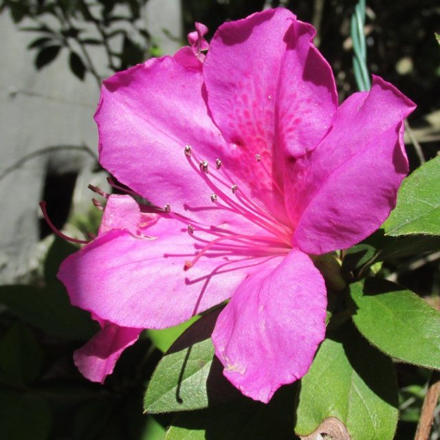 Pink Panther