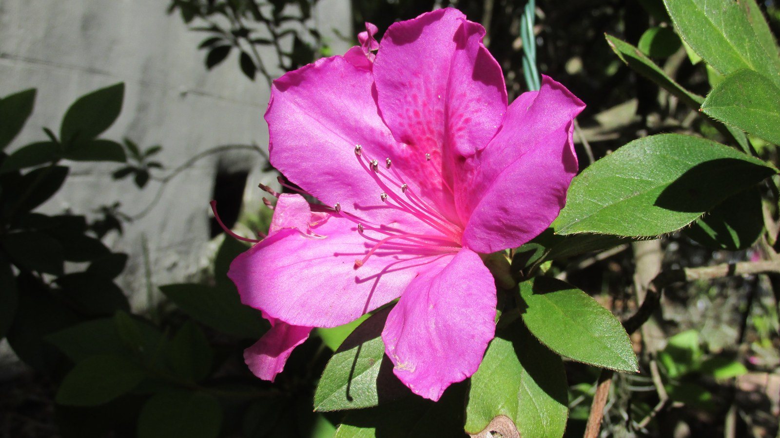 Pink Panther