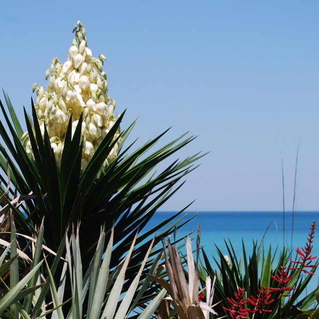 Beach Flowers