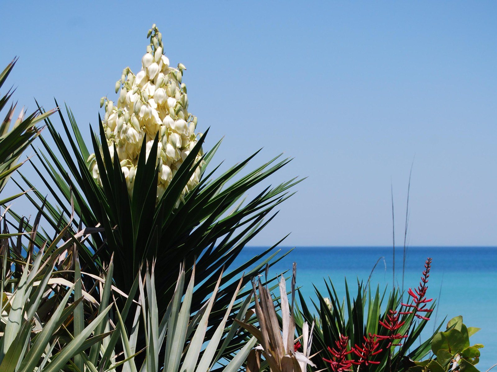 Beach Flowers