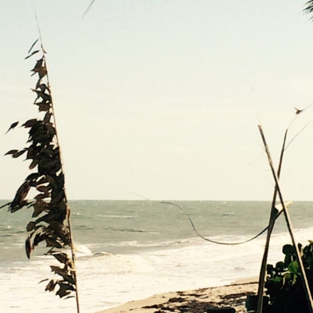 Sea Oats