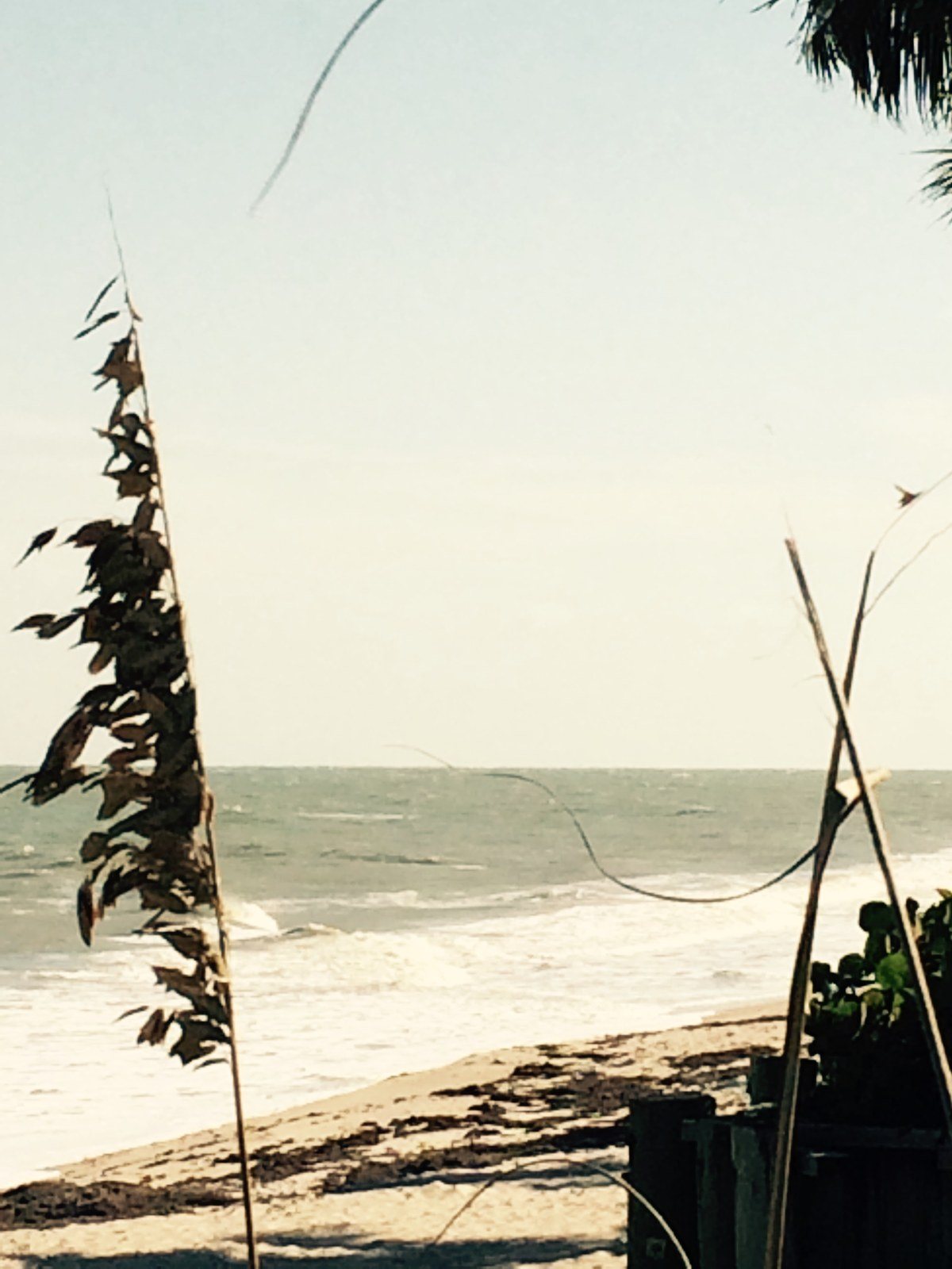 Sea Oats
