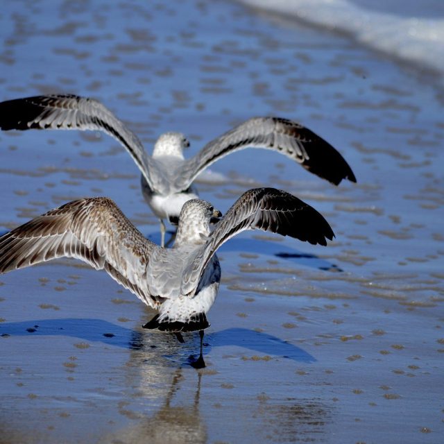 Birds Of A Feather...