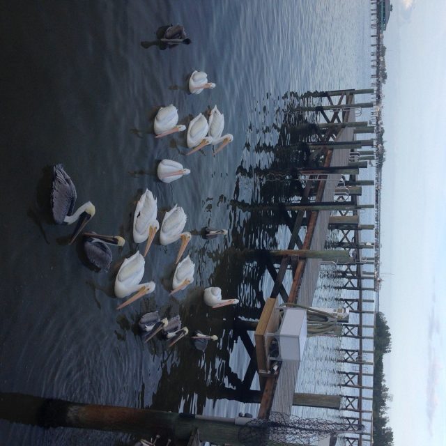 White Pelicans At Capt. Hiram's