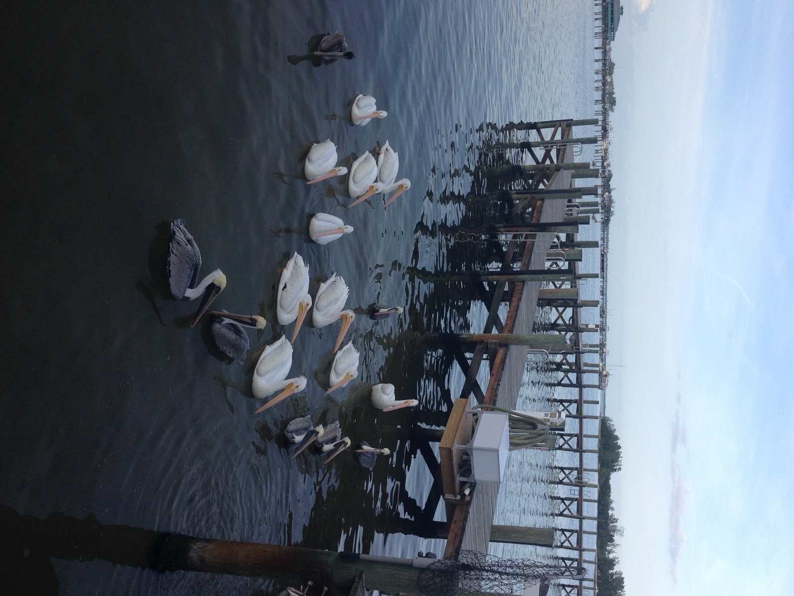 White Pelicans At Capt. Hiram's