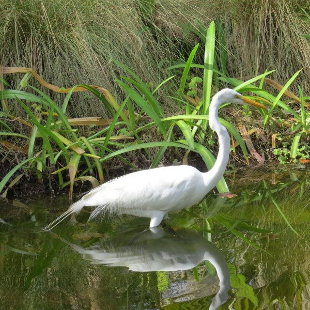Great White Heron